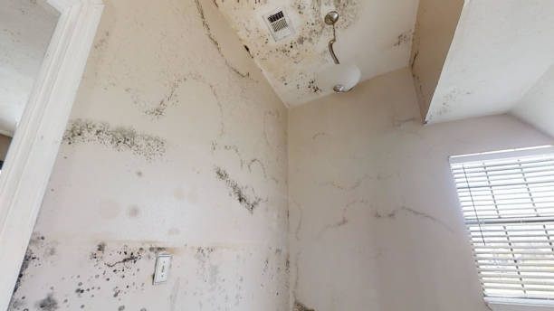 Reliable North Enid, OK Mold Removal Solutions